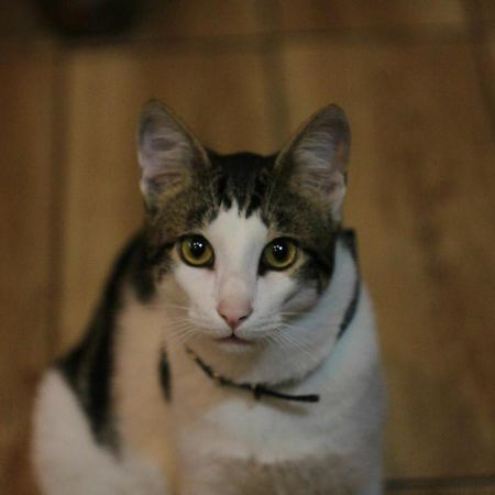 Everyday Cat Hostel باتومي المظهر الخارجي الصورة