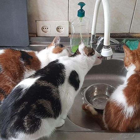 Everyday Cat Hostel باتومي المظهر الخارجي الصورة