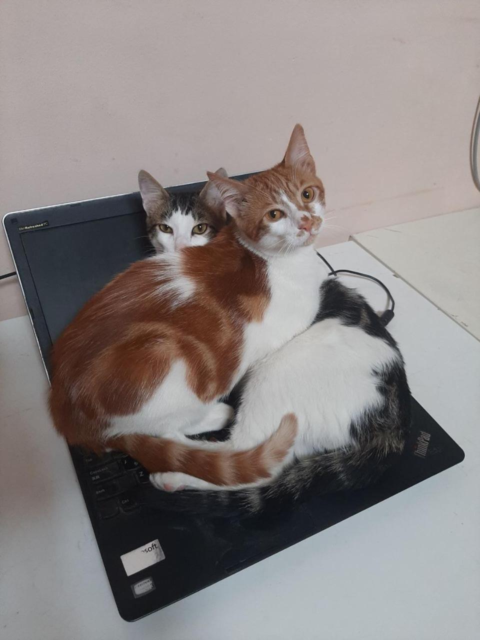 Everyday Cat Hostel باتومي المظهر الخارجي الصورة