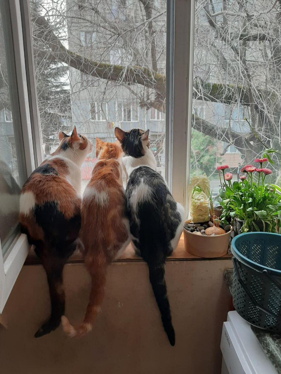 Everyday Cat Hostel باتومي المظهر الخارجي الصورة