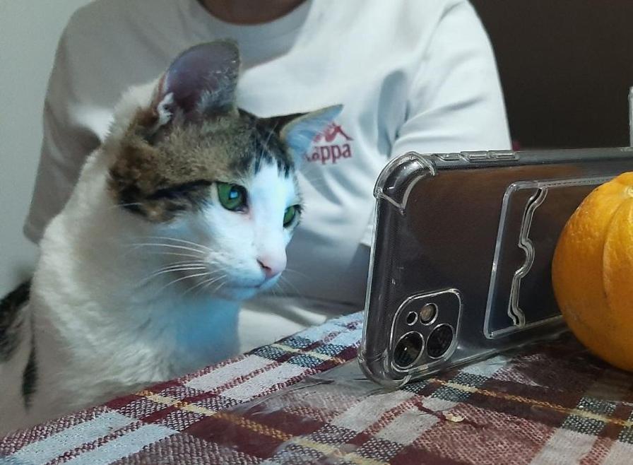Everyday Cat Hostel باتومي المظهر الخارجي الصورة