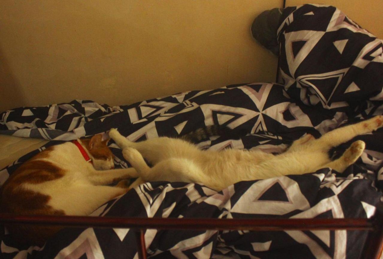 Everyday Cat Hostel باتومي المظهر الخارجي الصورة