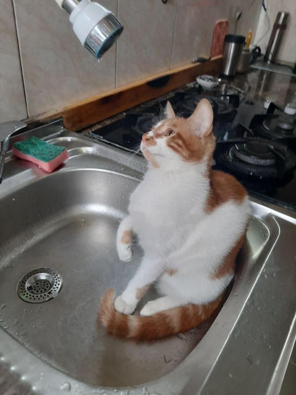 Everyday Cat Hostel باتومي المظهر الخارجي الصورة