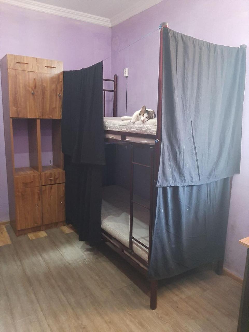 Everyday Cat Hostel باتومي المظهر الخارجي الصورة
